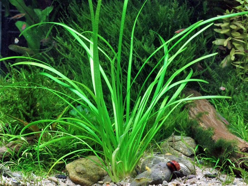 Sagittaria subulata var. pusilla - Zwergpfeilkraut